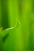 Bifogad bild: P1140800 FS.jpg